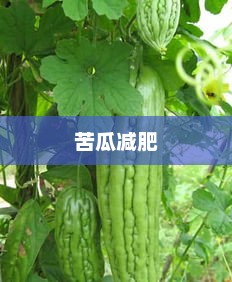 苦瓜减肥，一种健康有效的减重方式苦瓜减肥有效果吗