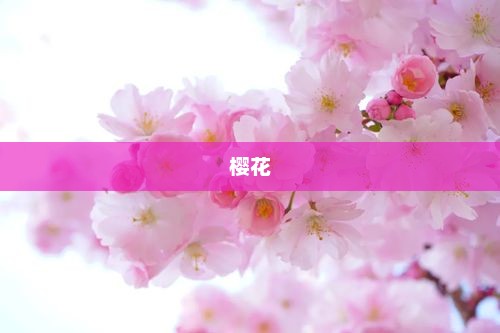 2025汉马和樱花季更配?明天2025汉马开跑！武汉这一段赛道与樱花适配度最高！实地探秘