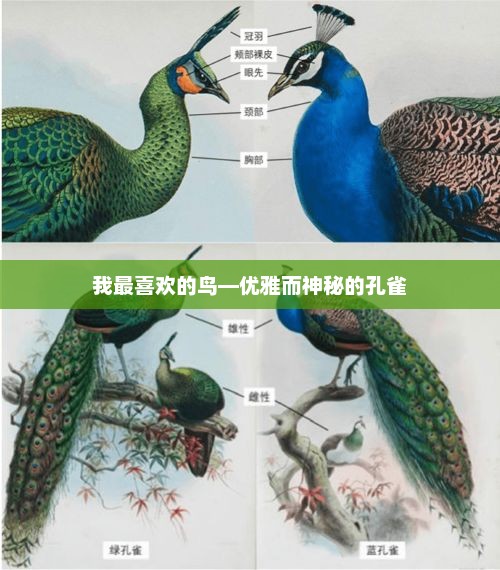 孔雀，优雅神秘的鸟类之王