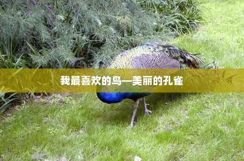 孔雀的魅力，绚烂多彩的美丽象征