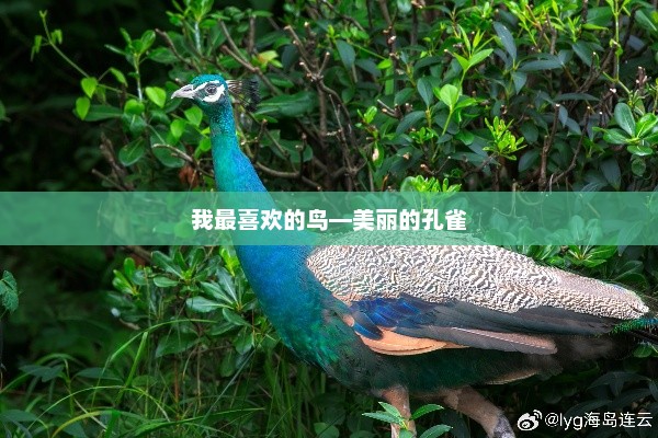 孔雀，美丽与力量并存的鸟类瑰宝