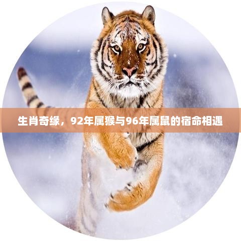 生肖奇缘，92年属猴与96年属鼠的宿命相遇记