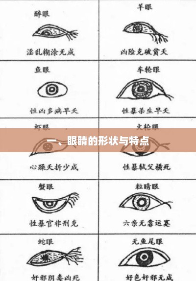一、眼睛的形状与特点 一、眼睛的形状与特点