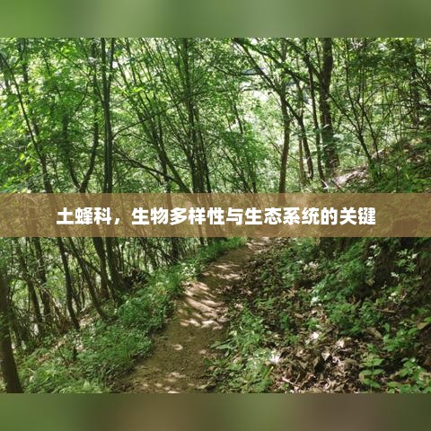土蜂科，生物多样性与生态系统的关键，土蜂科，生物多样性与生态系统的关键作用