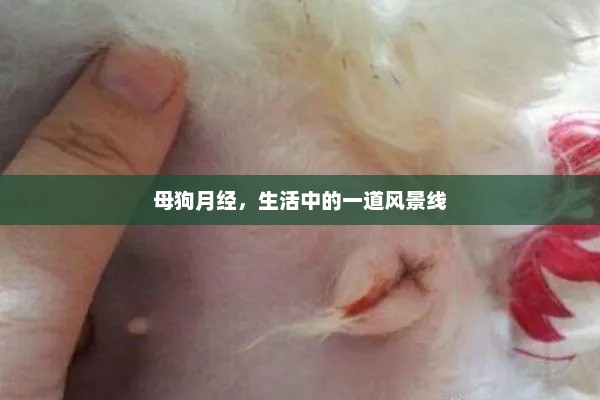 母狗月经，生活中的一道风景线，母狗月经，展现生活中的独特风景